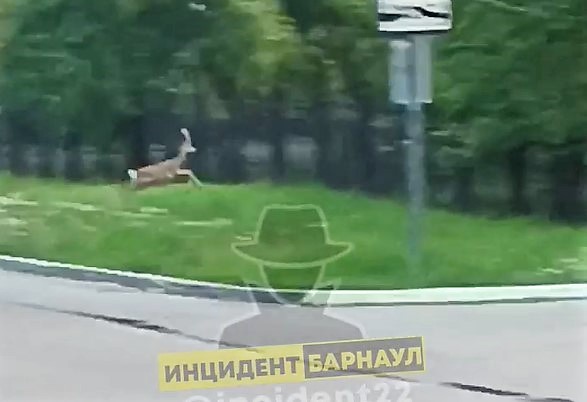 Фото: скриншот видео «Инцидент Барнаул»