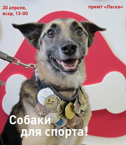 Фото предоставлено приютом «Ласка»